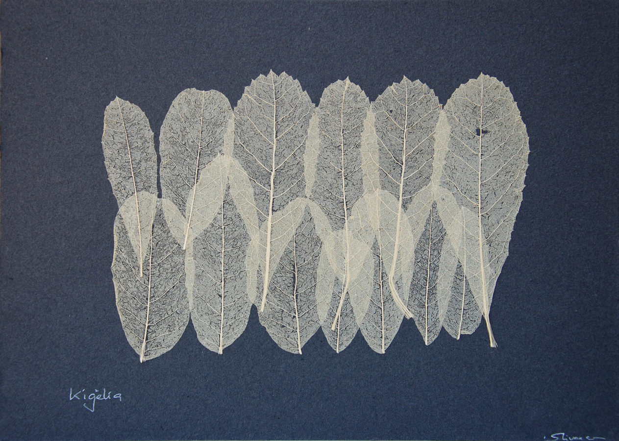 Isa Slivance, Oeuvre végétale - Papier de Kigelia arbre à saucisses